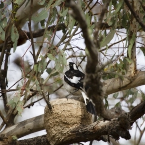 Grallina cyanoleuca at Michelago, NSW - 2 Jan 2014 07:03 AM