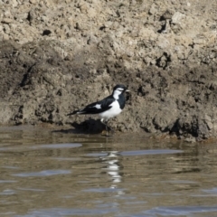 Grallina cyanoleuca (Magpie-lark) at Michelago, NSW - 27 Jul 2018 by Illilanga