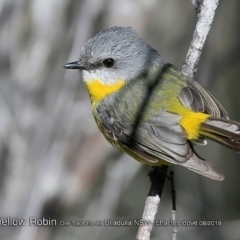 Eopsaltria australis (Eastern Yellow Robin) at Ulladulla Reserves Bushcare - 9 Aug 2018 by CharlesDove