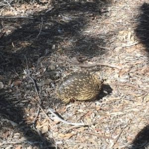 Tachyglossus aculeatus at Gungahlin, ACT - 13 Aug 2018