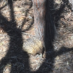 Tachyglossus aculeatus at Gungahlin, ACT - 13 Aug 2018