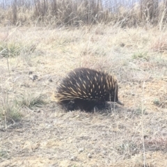 Tachyglossus aculeatus (Short-beaked Echidna) at Mulligans Flat - 13 Aug 2018 by Mothy