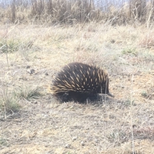 Tachyglossus aculeatus at Gungahlin, ACT - 13 Aug 2018