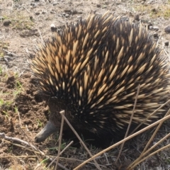 Tachyglossus aculeatus (Short-beaked Echidna) at Mulligans Flat - 13 Aug 2018 by Mothy