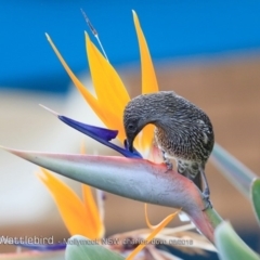 Anthochaera chrysoptera (Little Wattlebird) at Undefined - 9 Aug 2018 by CharlesDove