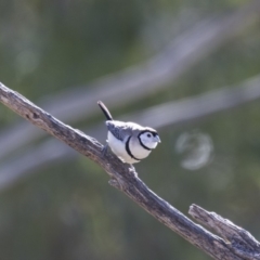 Stizoptera bichenovii (Double-barred Finch) at Illilanga & Baroona - 16 Jun 2018 by Illilanga