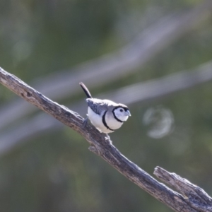 Stizoptera bichenovii at Michelago, NSW - 16 Jun 2018 10:47 AM