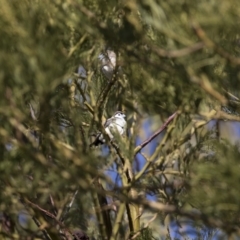 Stizoptera bichenovii at Michelago, NSW - 1 Jul 2018