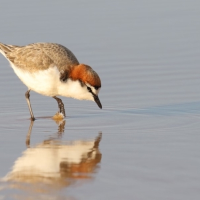 Anarhynchus ruficapillus (Red-capped Plover) at Merimbula, NSW - 13 Aug 2018 by Leo