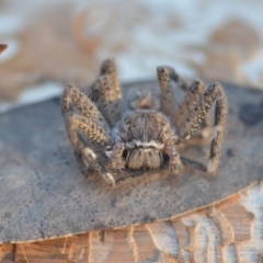 Neosparassus sp. (genus) at Wamboin, NSW - 2 Aug 2018 11:33 AM