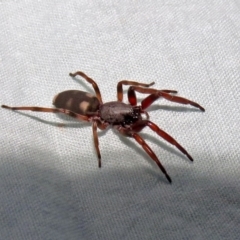 Lampona sp. (genus) (White-tailed spider) at Macarthur, ACT - 13 Aug 2018 by RodDeb