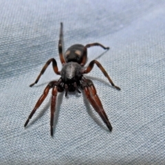 Lampona sp. (genus) at Macarthur, ACT - 13 Aug 2018 06:07 PM