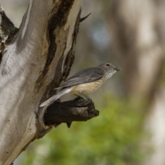 Pachycephala rufiventris (Rufous Whistler) at Michelago, NSW - 31 Dec 2012 by Illilanga