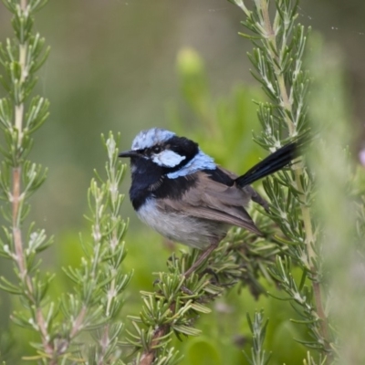 Malurus cyaneus (Superb Fairywren) at Michelago, NSW - 13 Feb 2012 by Illilanga