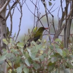 Oriolus sagittatus (Olive-backed Oriole) at Michelago, NSW - 17 Sep 2013 by Illilanga