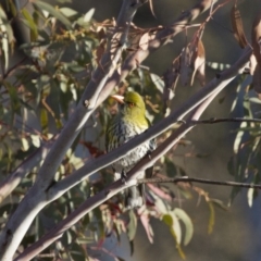 Oriolus sagittatus (Olive-backed Oriole) at Michelago, NSW - 27 Sep 2014 by Illilanga