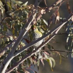 Oriolus sagittatus at Michelago, NSW - 28 Sep 2014