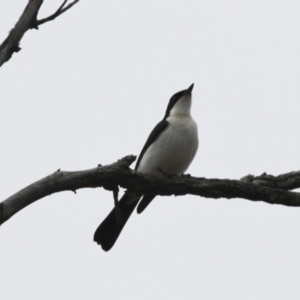 Myiagra inquieta at Michelago, NSW - 3 Jun 2012