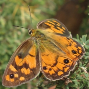 Heteronympha penelope at Paddys River, ACT - 23 Feb 2018