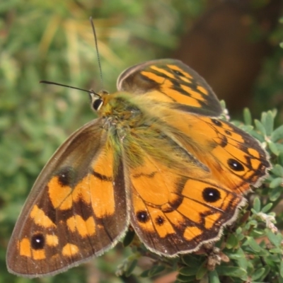 Heteronympha penelope (Shouldered Brown) at Paddys River, ACT - 23 Feb 2018 by RobParnell