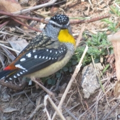 Pardalotus punctatus (Spotted Pardalote) at Red Hill, ACT - 5 Aug 2018 by RobParnell