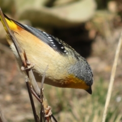 Pardalotus punctatus at Red Hill, ACT - 5 Aug 2018