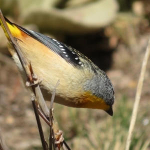 Pardalotus punctatus at Red Hill, ACT - 5 Aug 2018