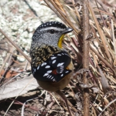 Pardalotus punctatus at Red Hill, ACT - 5 Aug 2018