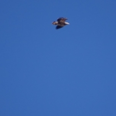 Haliaeetus leucogaster at Red Hill, ACT - 13 Aug 2018