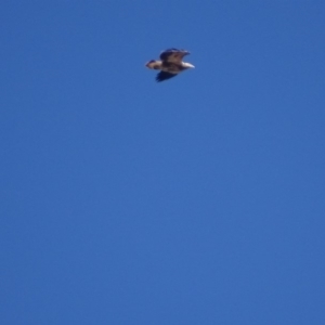 Haliaeetus leucogaster at Red Hill, ACT - 13 Aug 2018