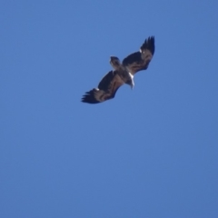 Haliaeetus leucogaster at Red Hill, ACT - 13 Aug 2018