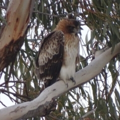 Hieraaetus morphnoides (Little Eagle) at Garran, ACT - 10 Aug 2018 by roymcd