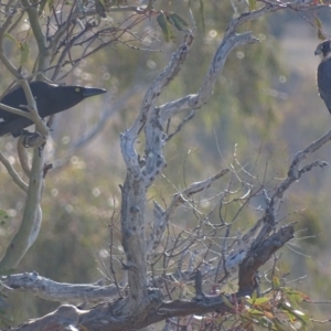 Falco longipennis at Garran, ACT - 11 Aug 2018 10:05 AM