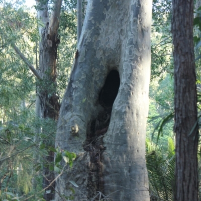 Native tree with hollow(s) (Native tree with hollow(s)) at Mogo State Forest - 13 Aug 2018 by nickhopkins