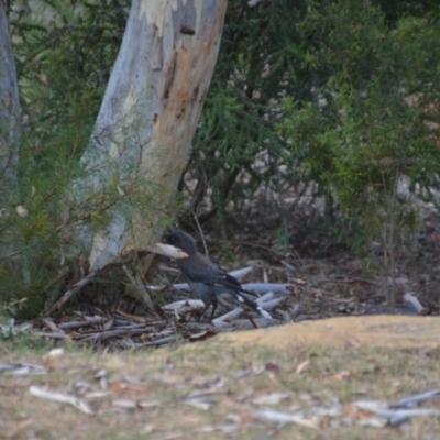 Strepera versicolor (Grey Currawong) at Wamboin, NSW - 27 Jan 2018 by natureguy