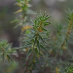 Melichrus urceolatus at Wamboin, NSW - 1 Feb 2018