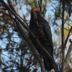 Callocephalon fimbriatum (Gang-gang Cockatoo) at Wamboin, NSW - 2 Feb 2018 by natureguy