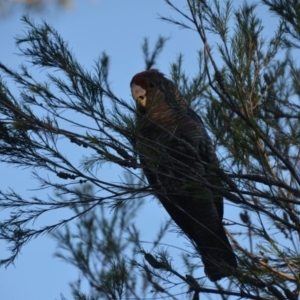 Callocephalon fimbriatum at Wamboin, NSW - suppressed