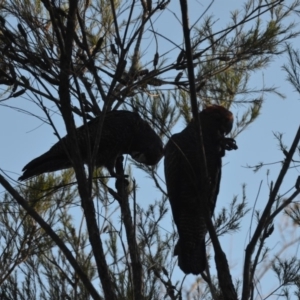 Callocephalon fimbriatum at Wamboin, NSW - suppressed