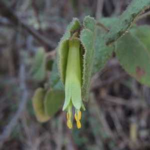 Correa reflexa var. reflexa at Bullen Range - 5 Aug 2018 06:51 PM