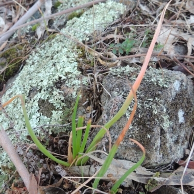 Bulbine glauca (Rock Lily) at Bullen Range - 5 Aug 2018 by michaelb