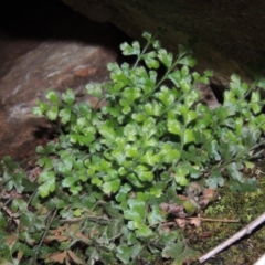 Asplenium subglandulosum (Blanket Fern) at Bullen Range - 5 Aug 2018 by MichaelBedingfield