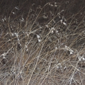 Themeda triandra at Bullen Range - 5 Aug 2018 07:33 PM