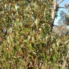 Brachychiton populneus subsp. populneus (Kurrajong) at Wanniassa Hill - 14 Aug 2018 by Mike