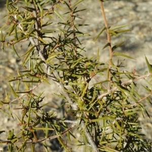 Acacia ulicifolia at Wanniassa Hill - 17 Aug 2018