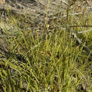 Lomandra filiformis at Wanniassa Hill - 14 Aug 2018 03:15 PM