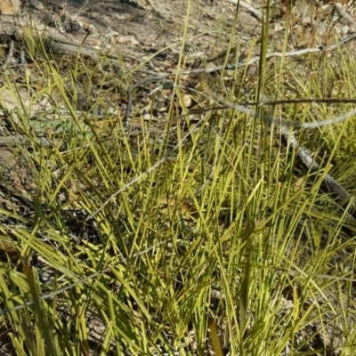 Lomandra filiformis (Wattle Mat-rush) at Wanniassa Hill - 14 Aug 2018 by Mike