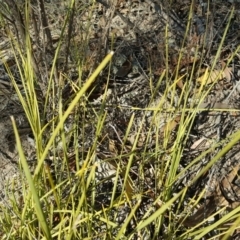 Lomandra filiformis at Wanniassa Hill - 14 Aug 2018