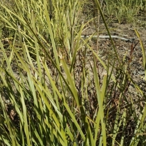 Lomandra longifolia at Wanniassa Hill - 14 Aug 2018