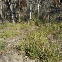 Lomandra longifolia at Wanniassa Hill - 14 Aug 2018